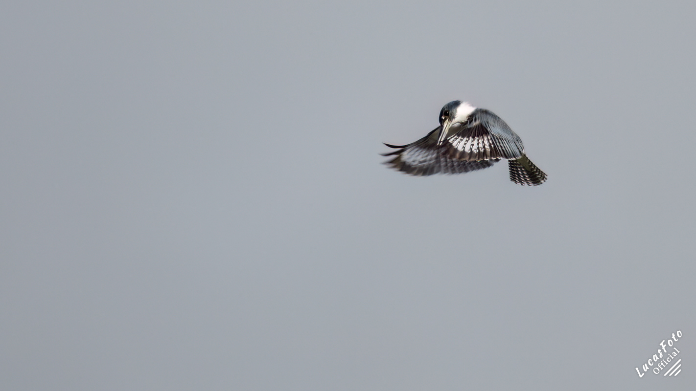 Belted Kingfisher