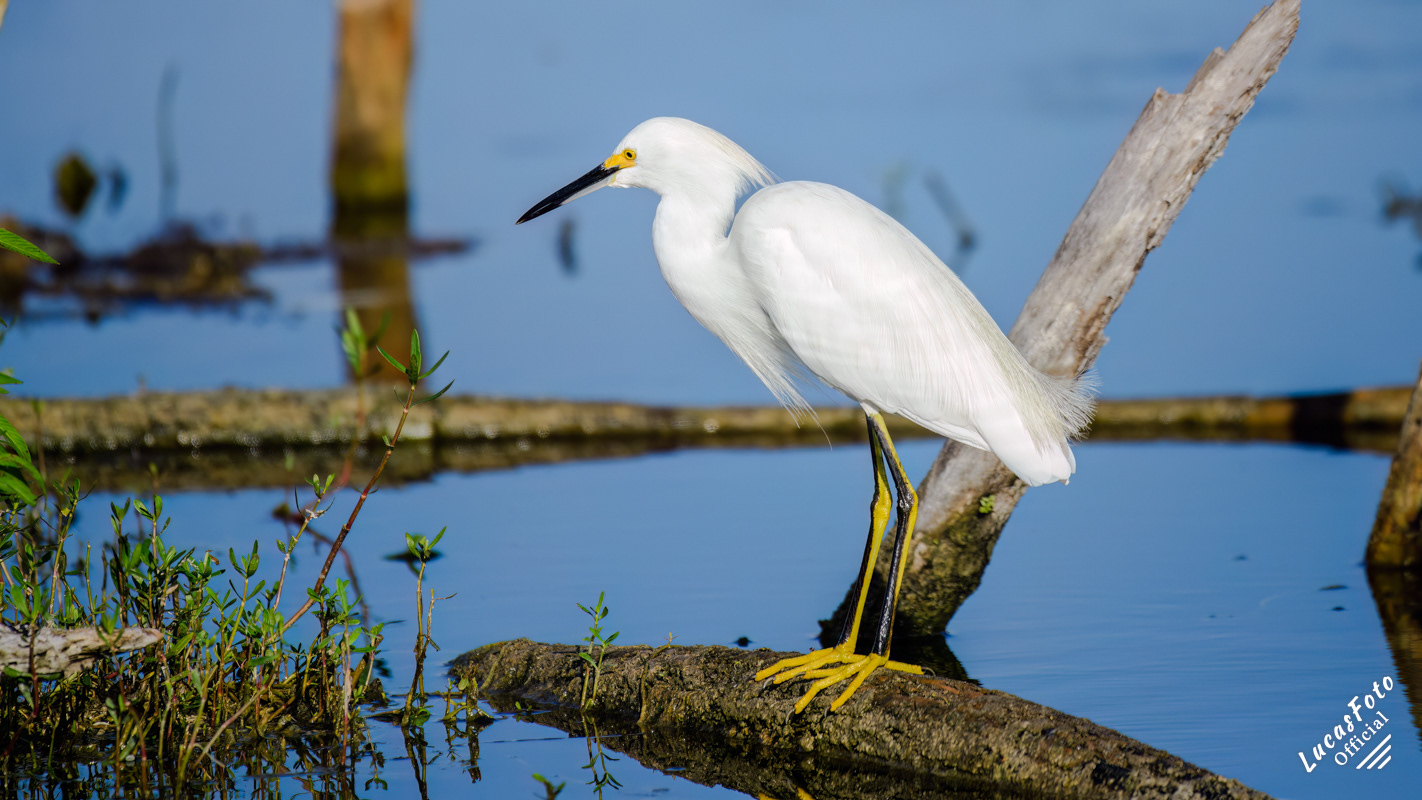 Snowy Egret