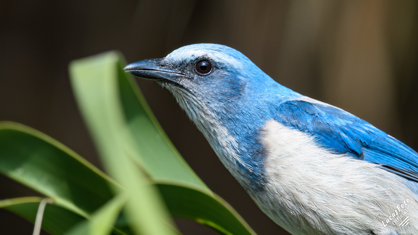 Florida Scrub Jay