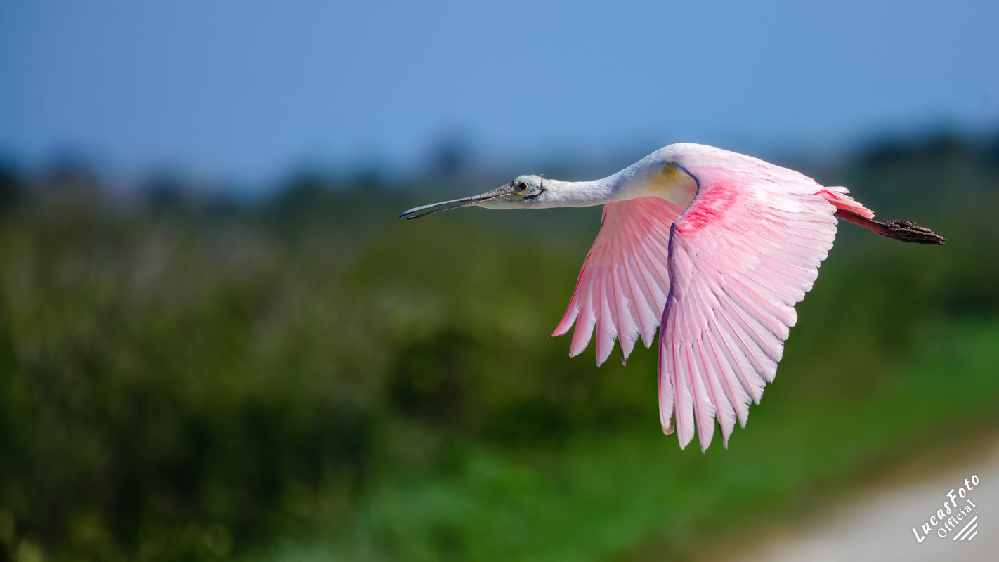 Roseate Spoonbill