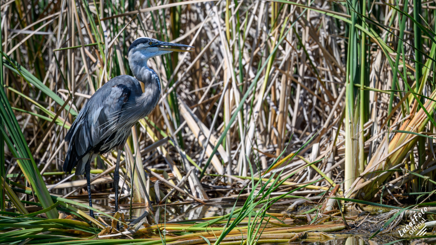 Great Blue Heron