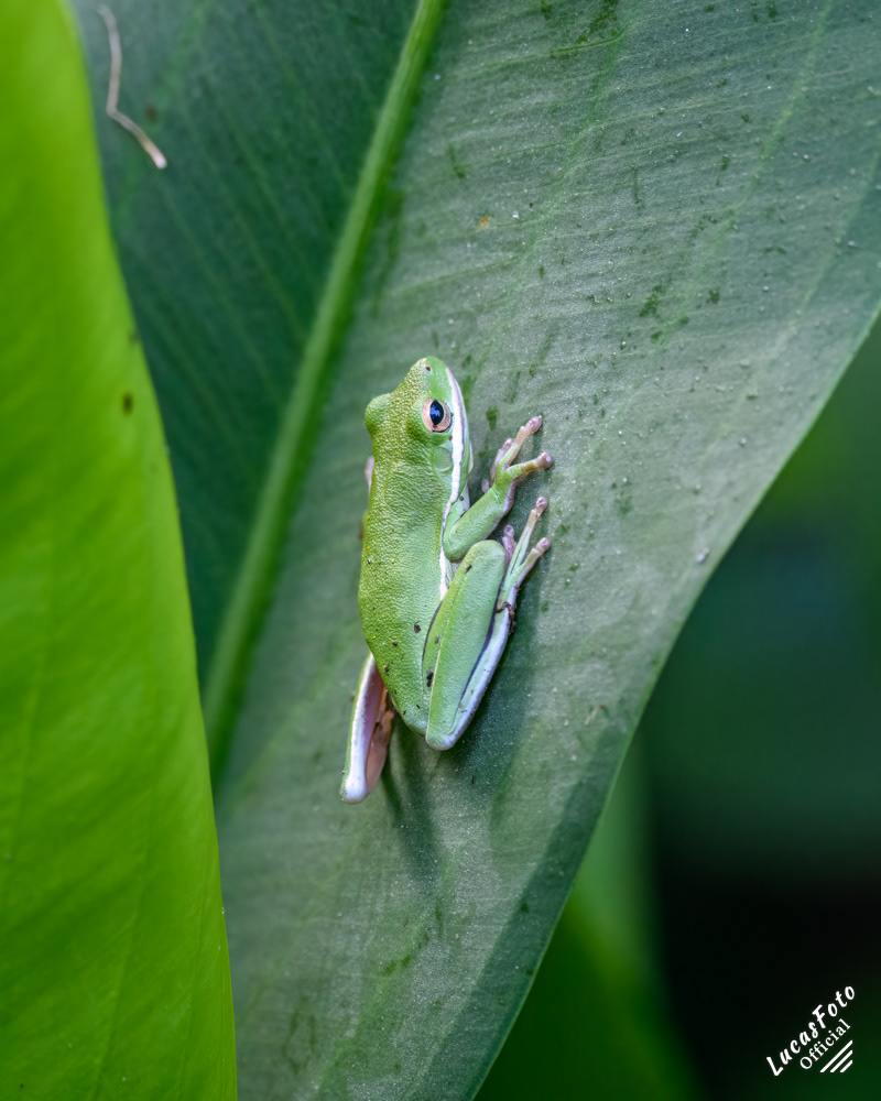 Green Treefrog