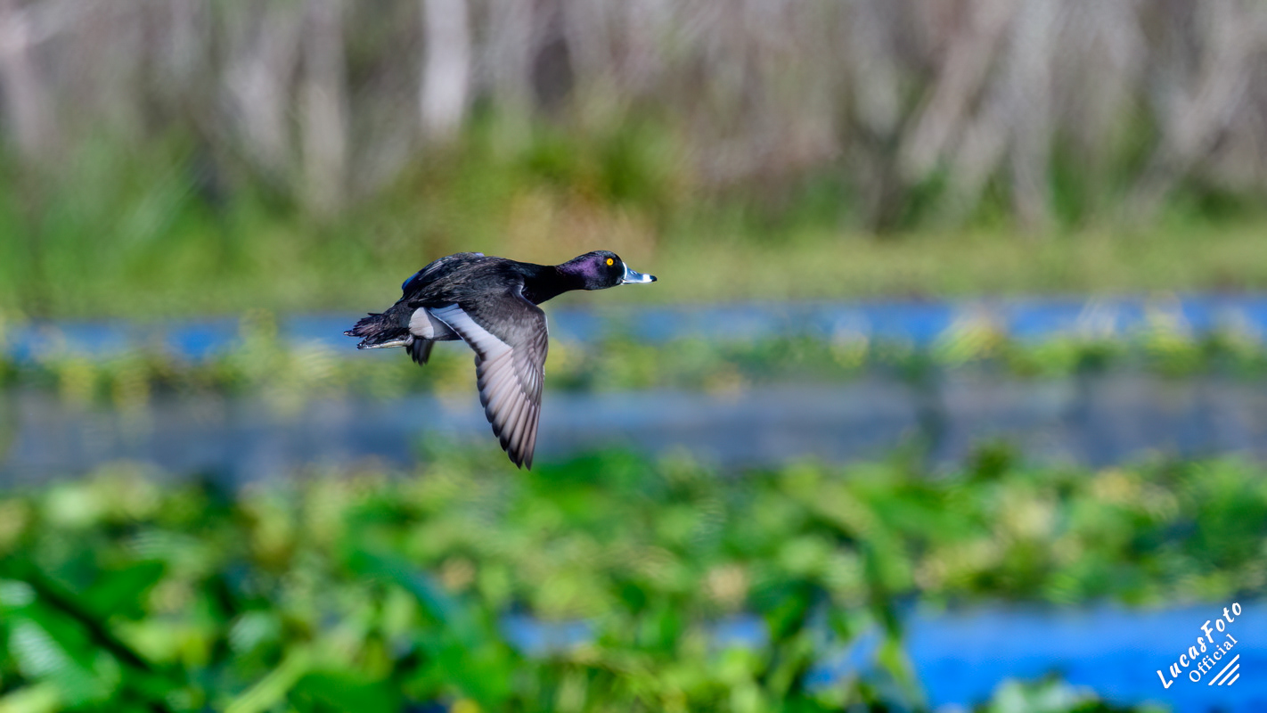 Ring-necked Duck