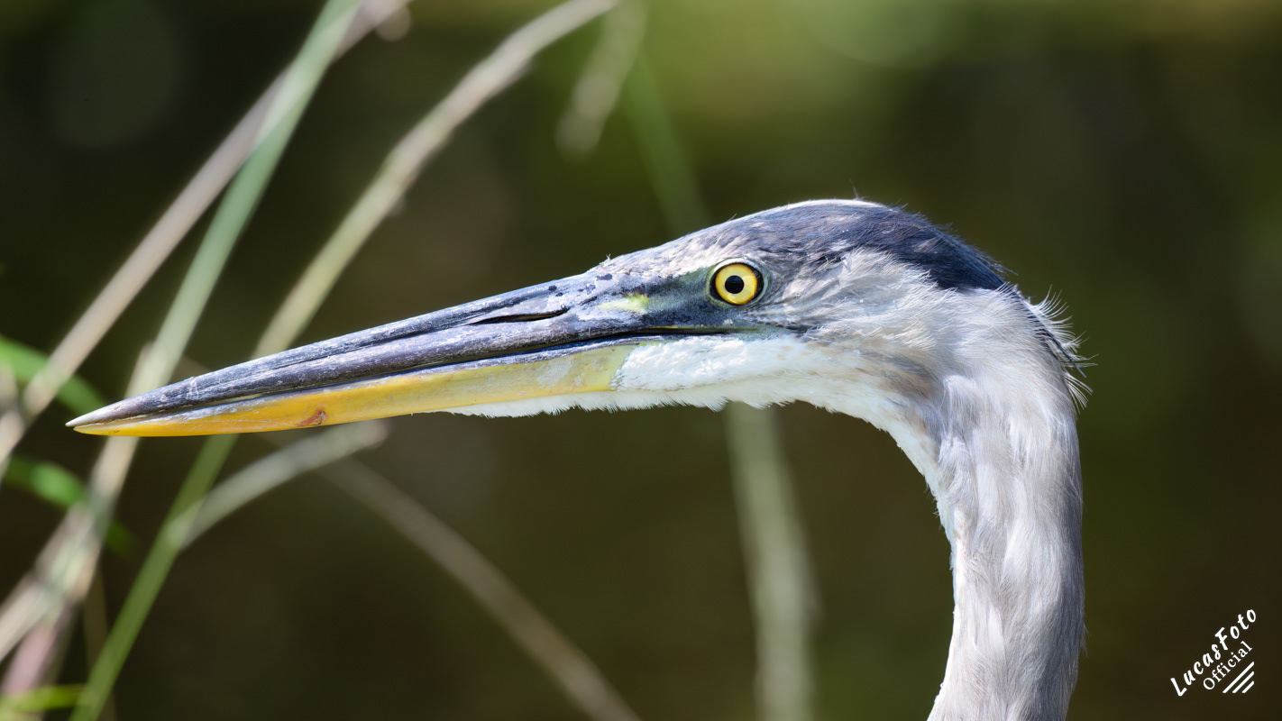 Great Blue Heron