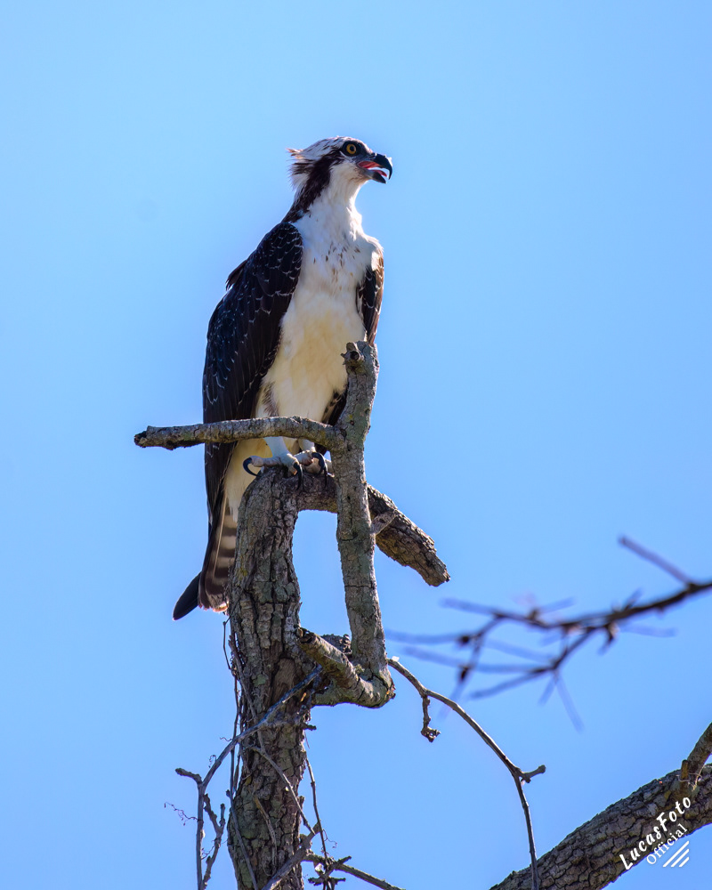 Osprey