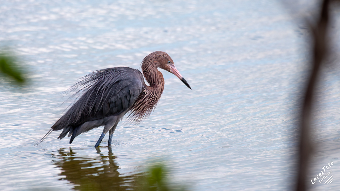 Reddish Egret