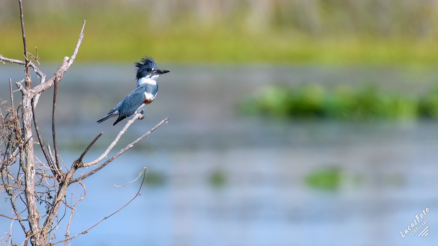Belted Kingfisher