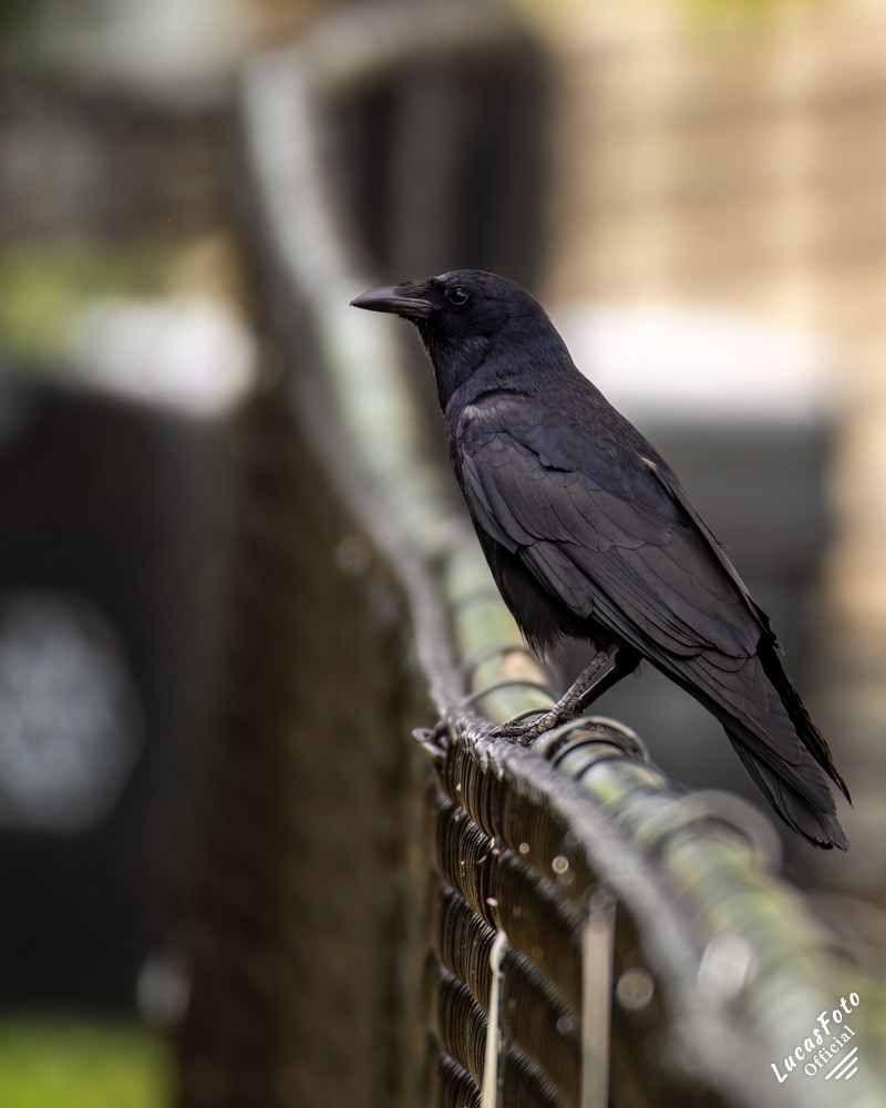 American Crow