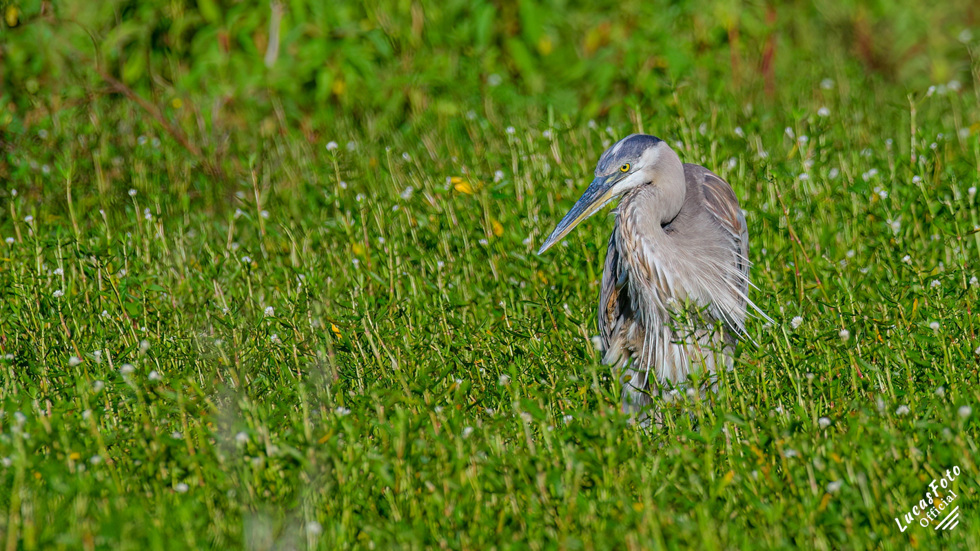 Great Blue Heron