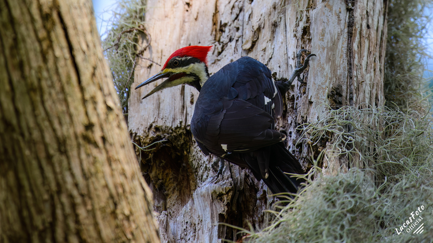 Pileated Woodpecker