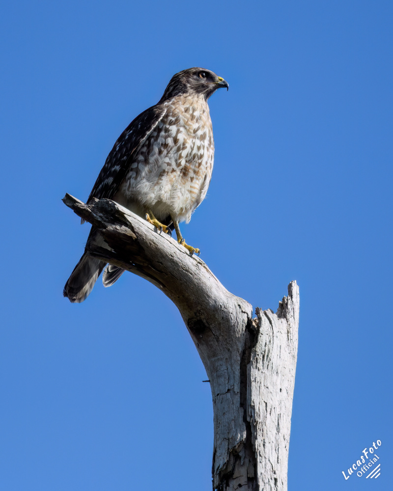 Red-shouldered Hawk