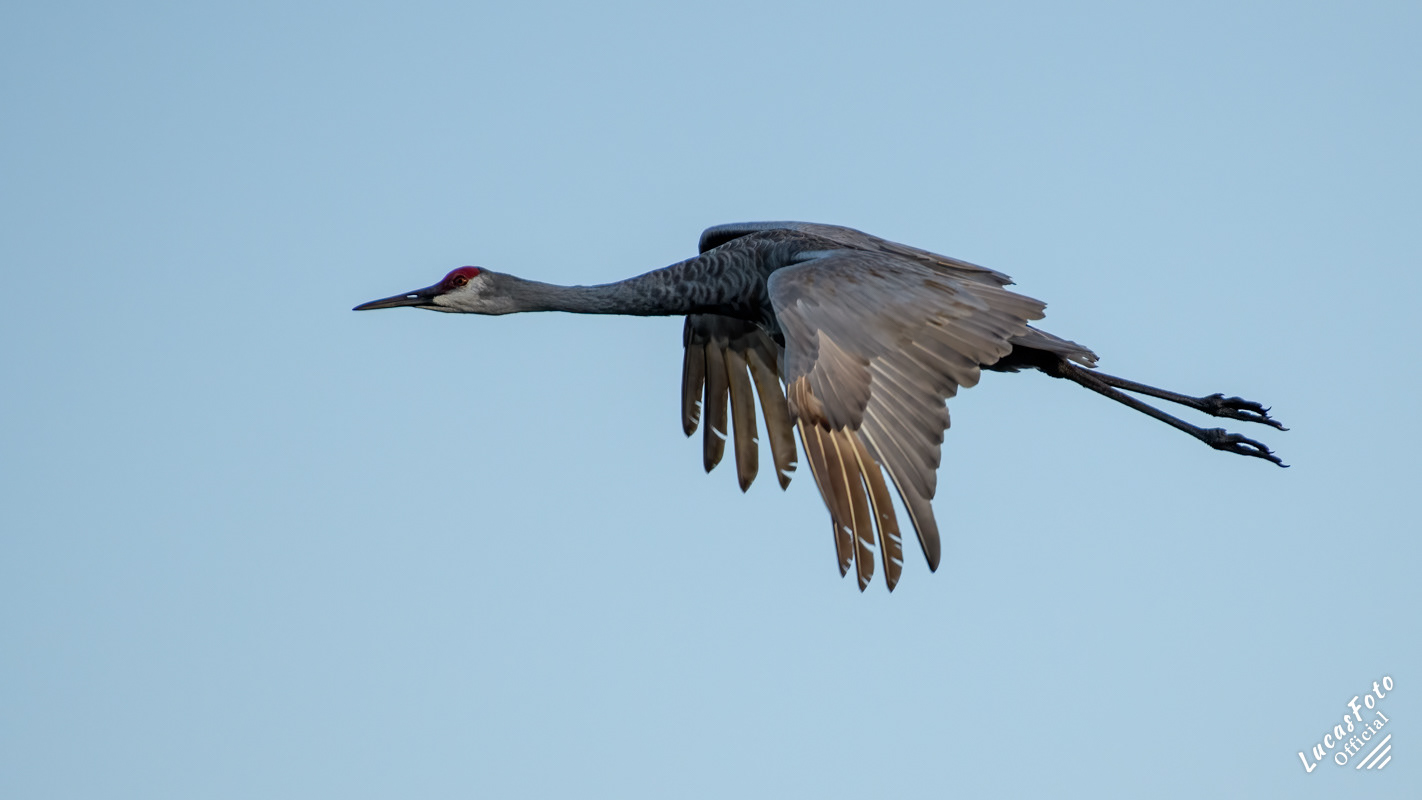 Sandhill Crane