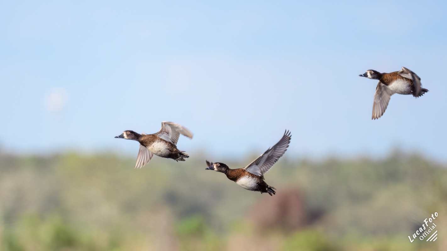 Ring-necked Duck