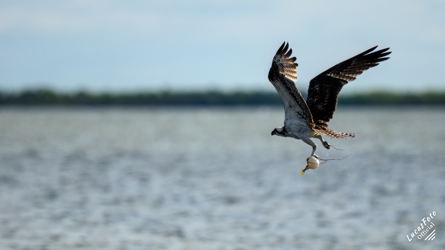 Osprey