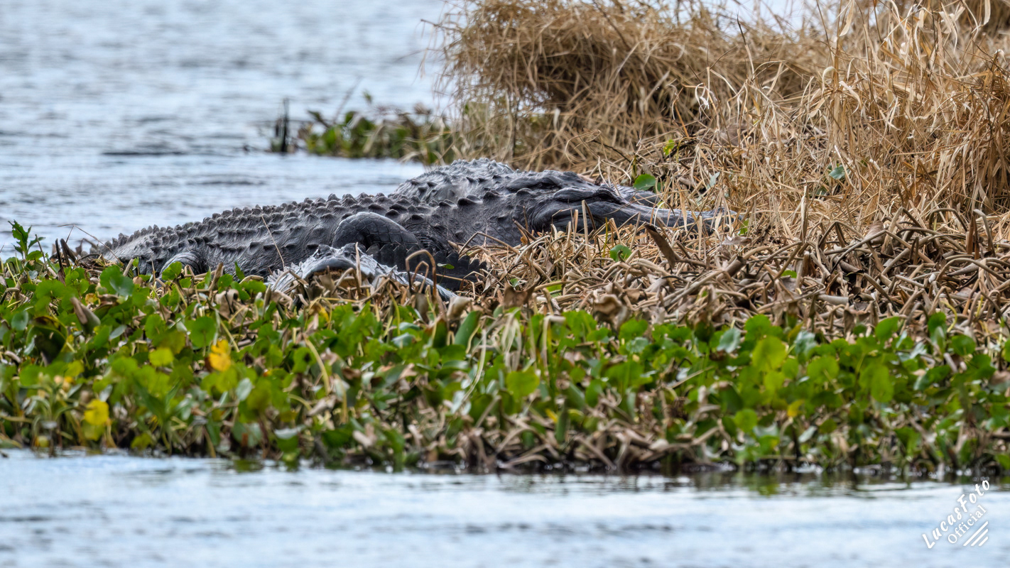 Alligator