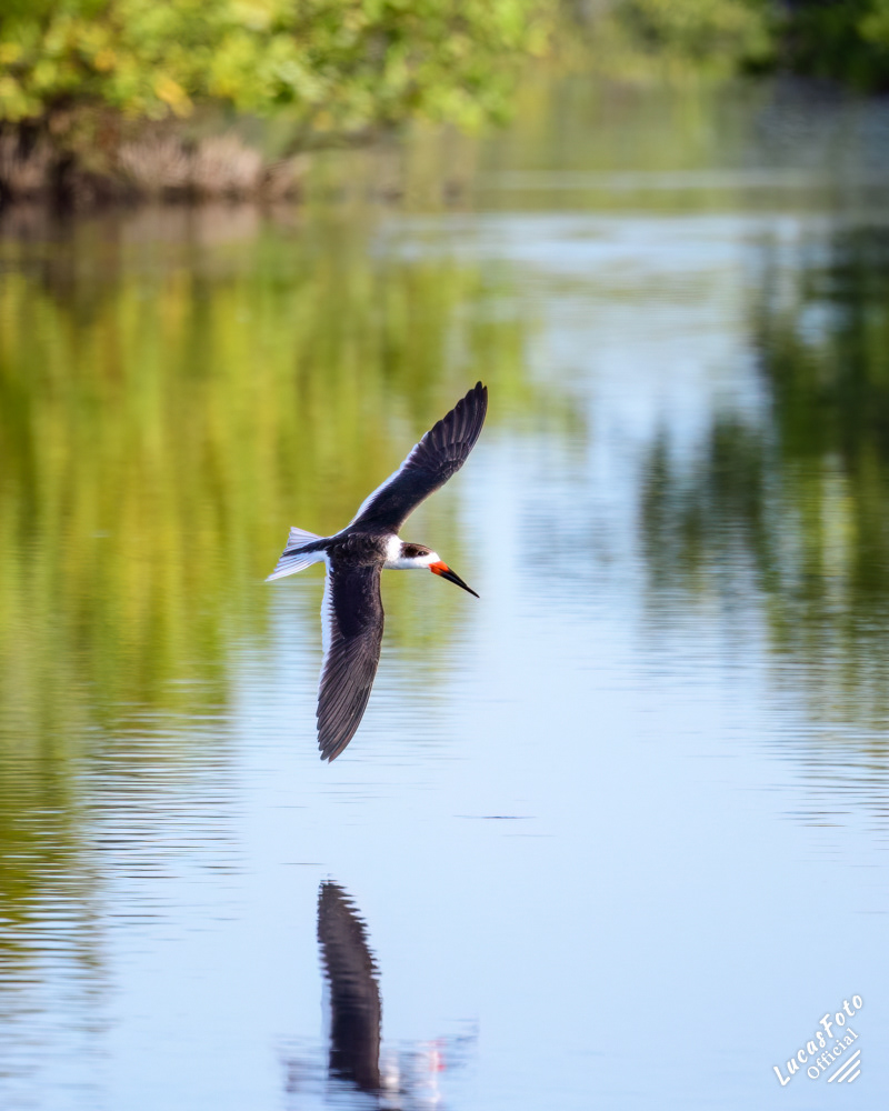 Black Skimmer