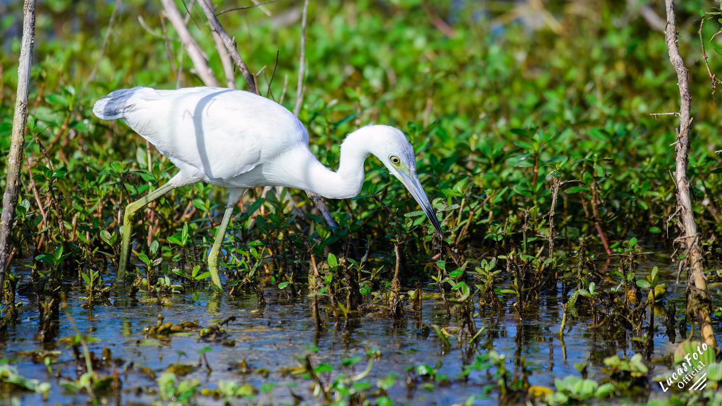 Juvenile Little Blue Heron