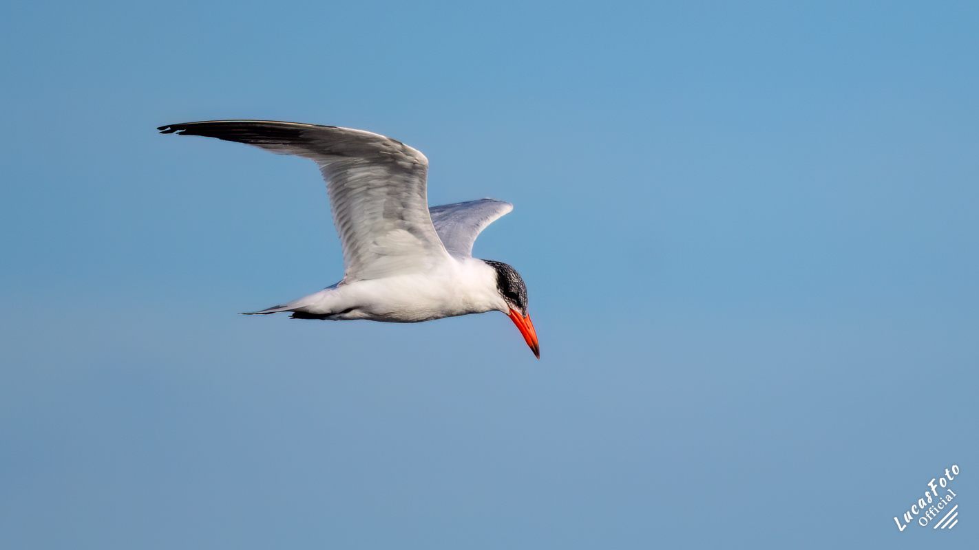 Caspian Tern