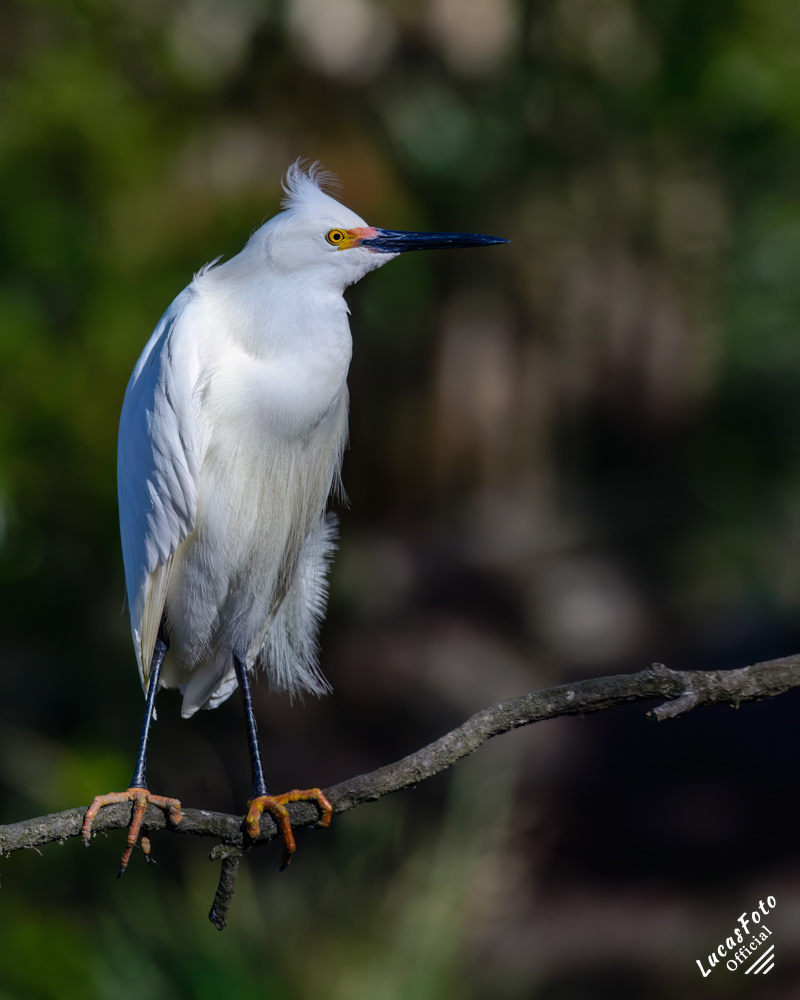 Snowy Egret
