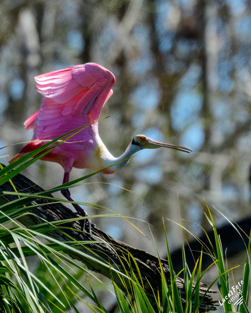 Roseate Spoonbill