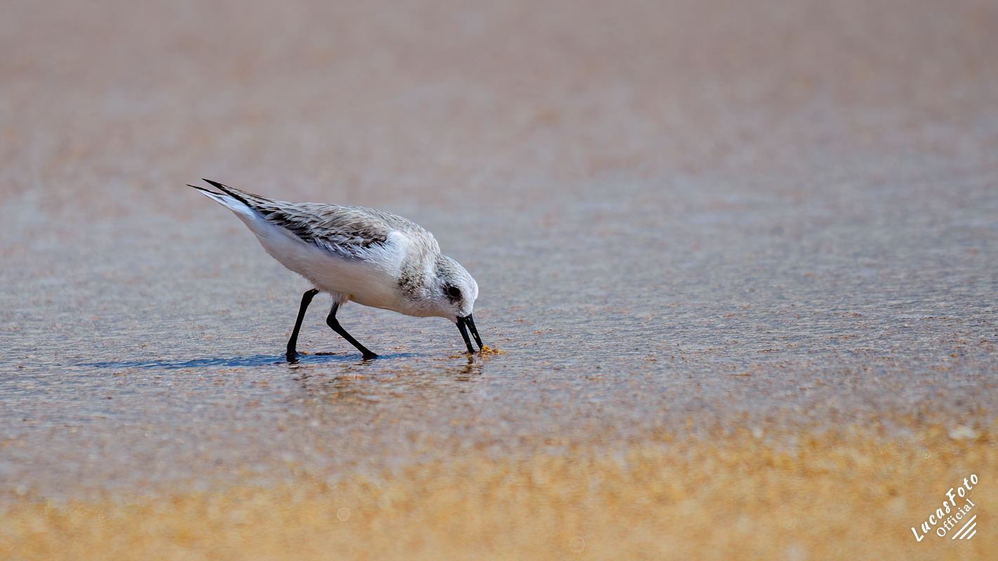 Sanderling