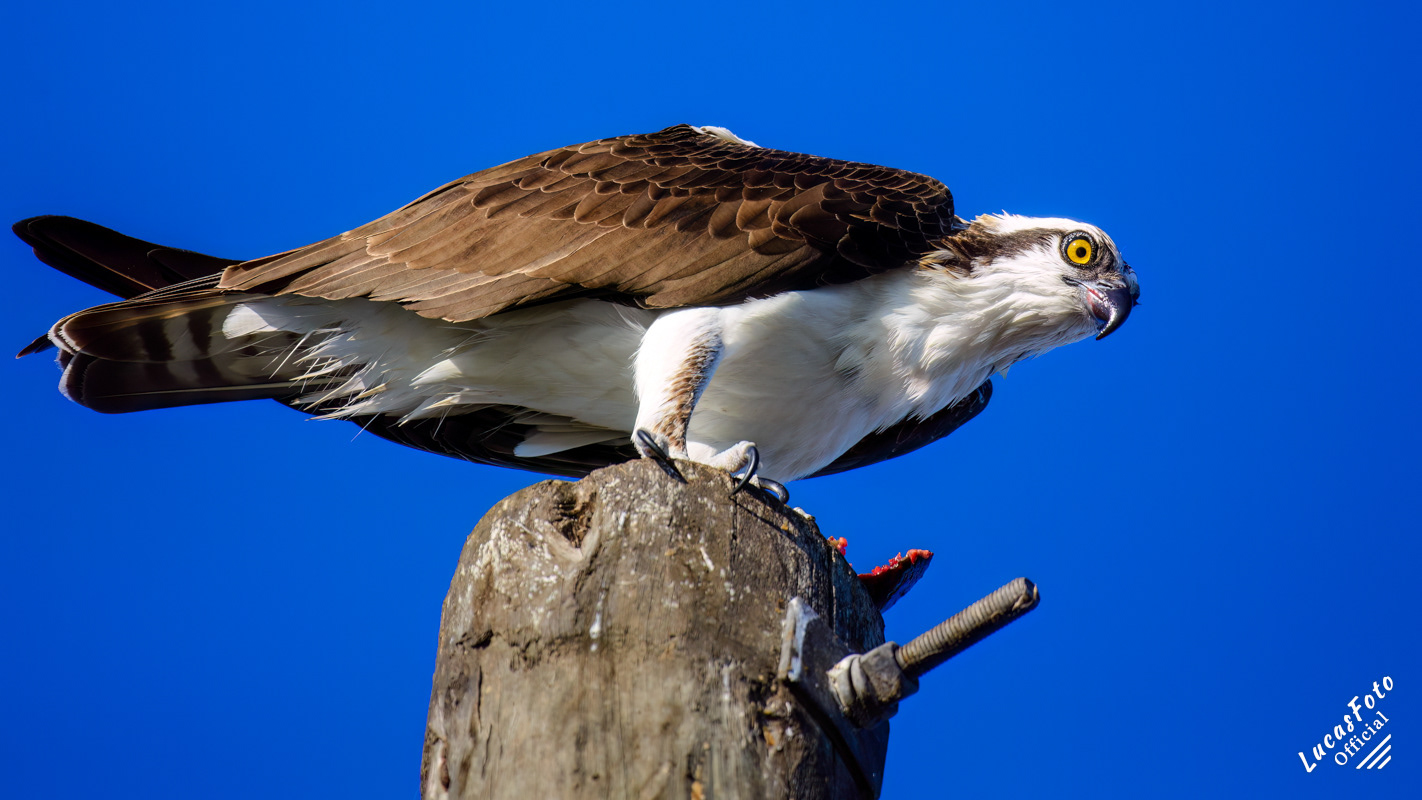 Osprey
