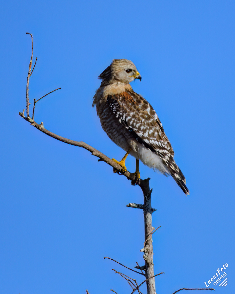 Red-shouldered Hawk