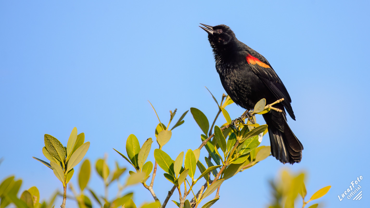 Red-winged Blackbird