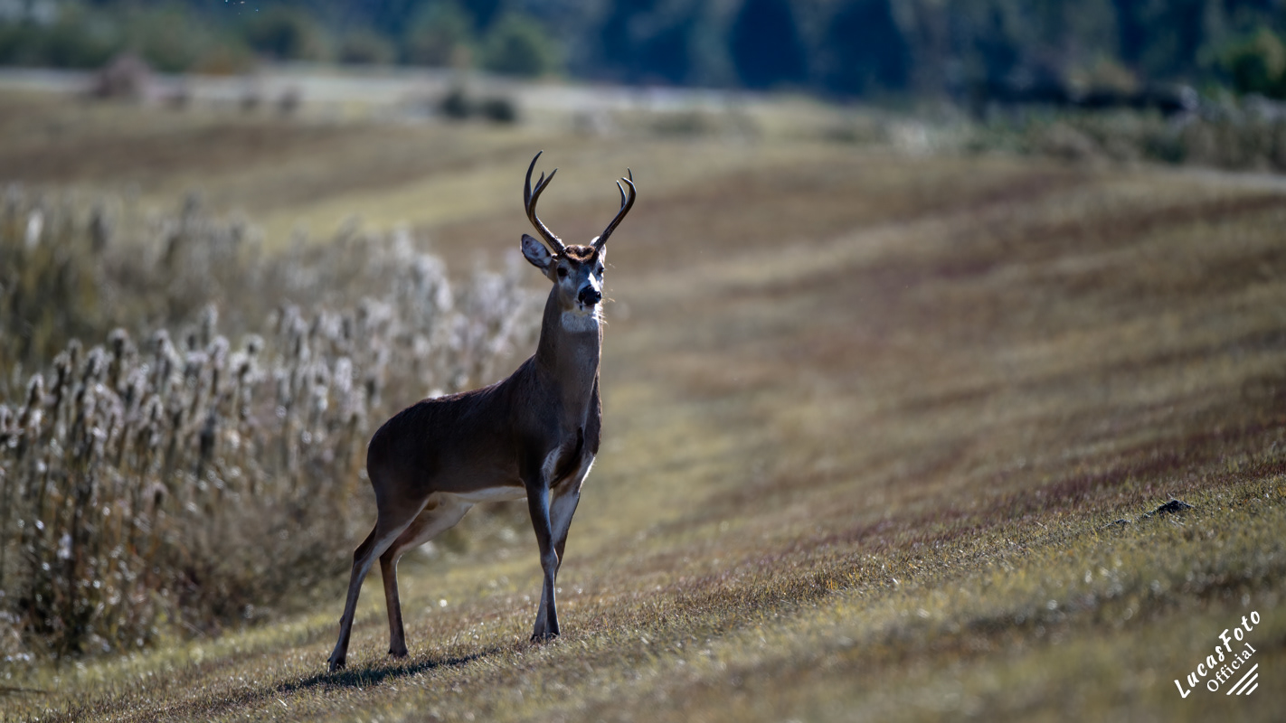 Whitetail