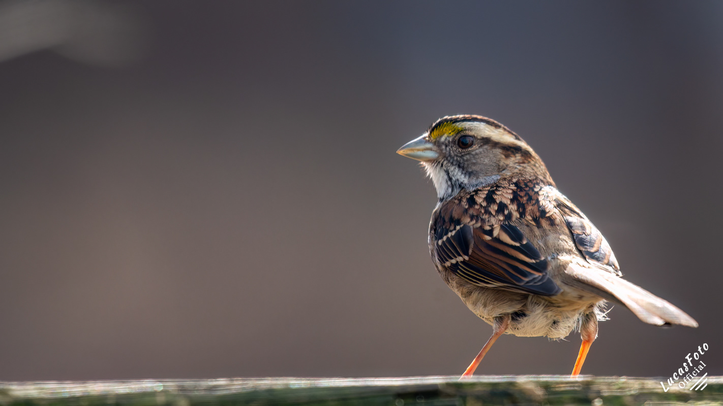 White-throated Sparrow