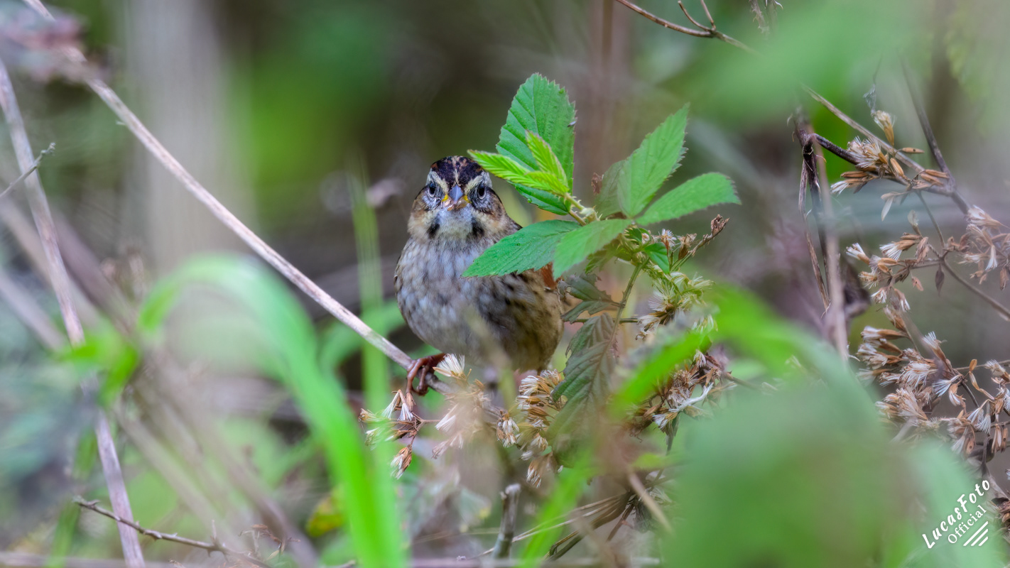 Swamp Sparrow