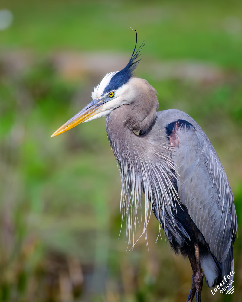 Great Blue Heron