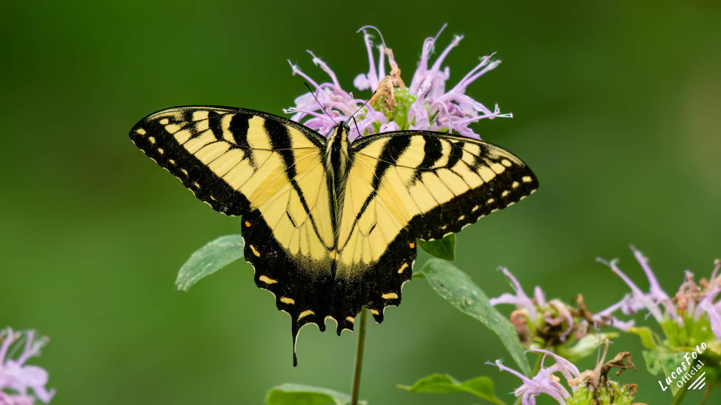 Eastern Tiger Swallowtail