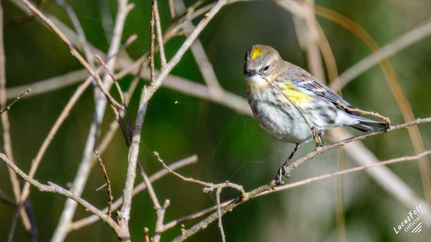Yellow-rumped Warbler