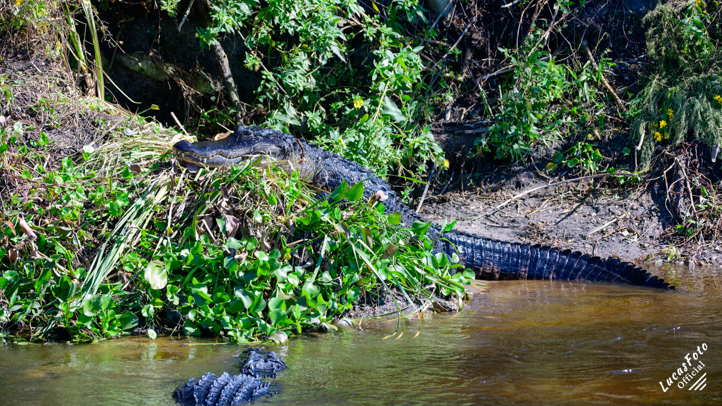 Alligator