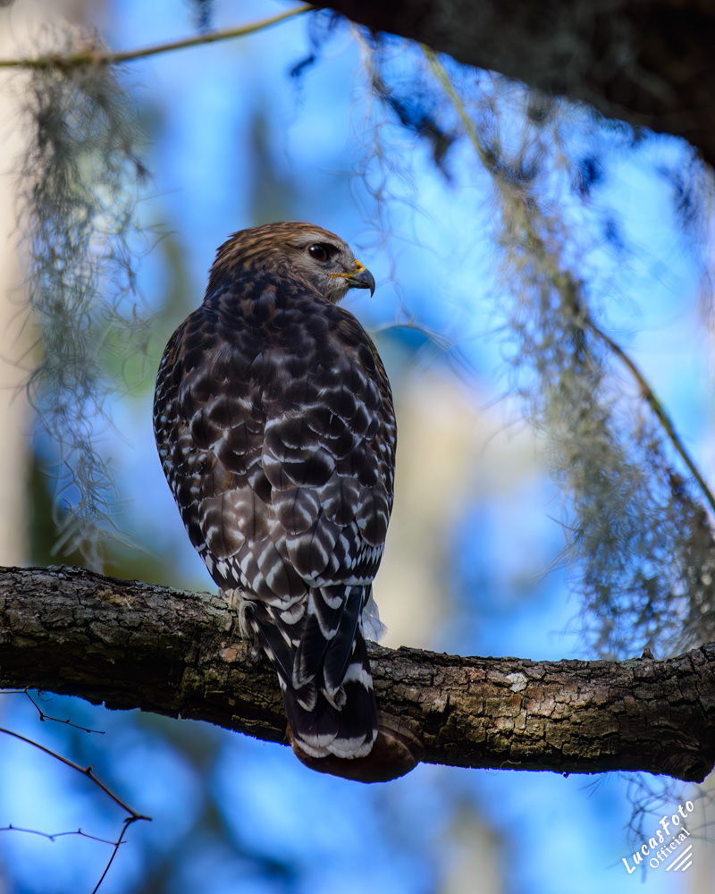 Red-shouldered Hawk