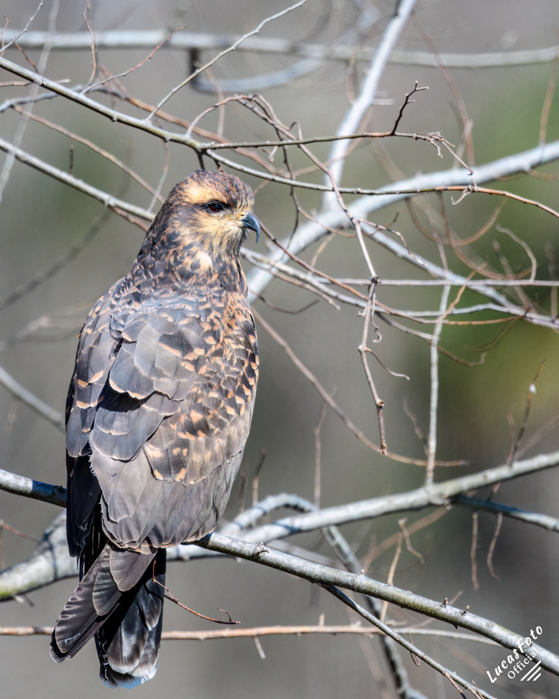 Snail Kite