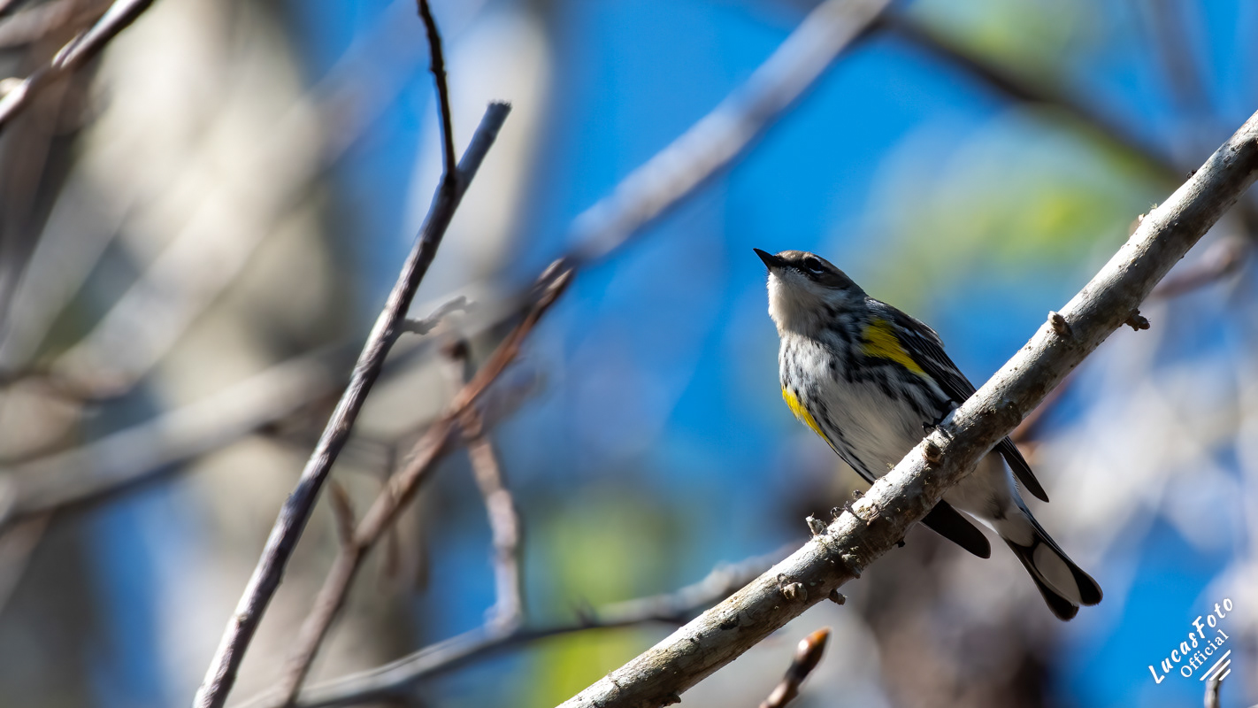 Yellow-rumped Warbler
