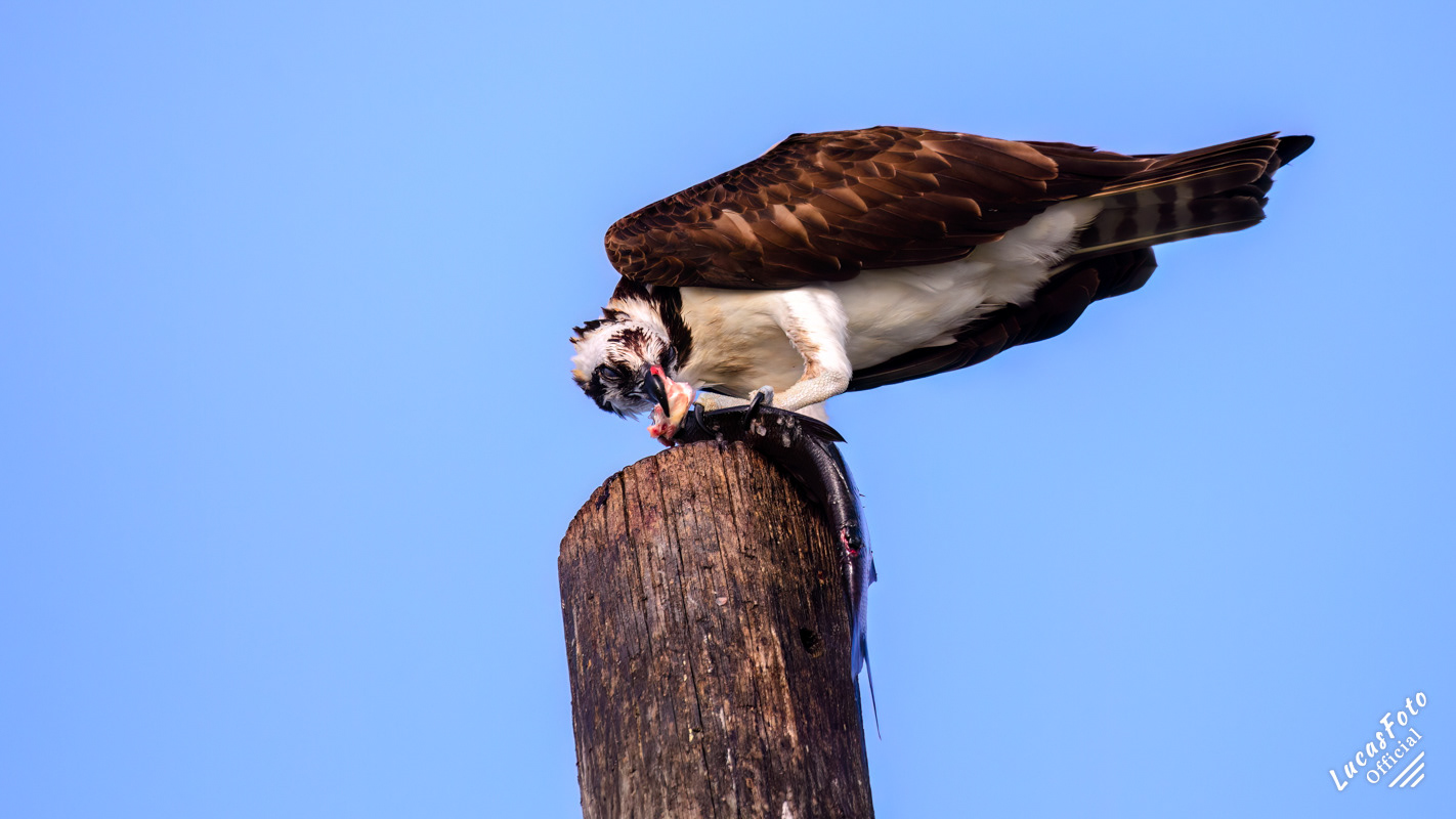 Osprey
