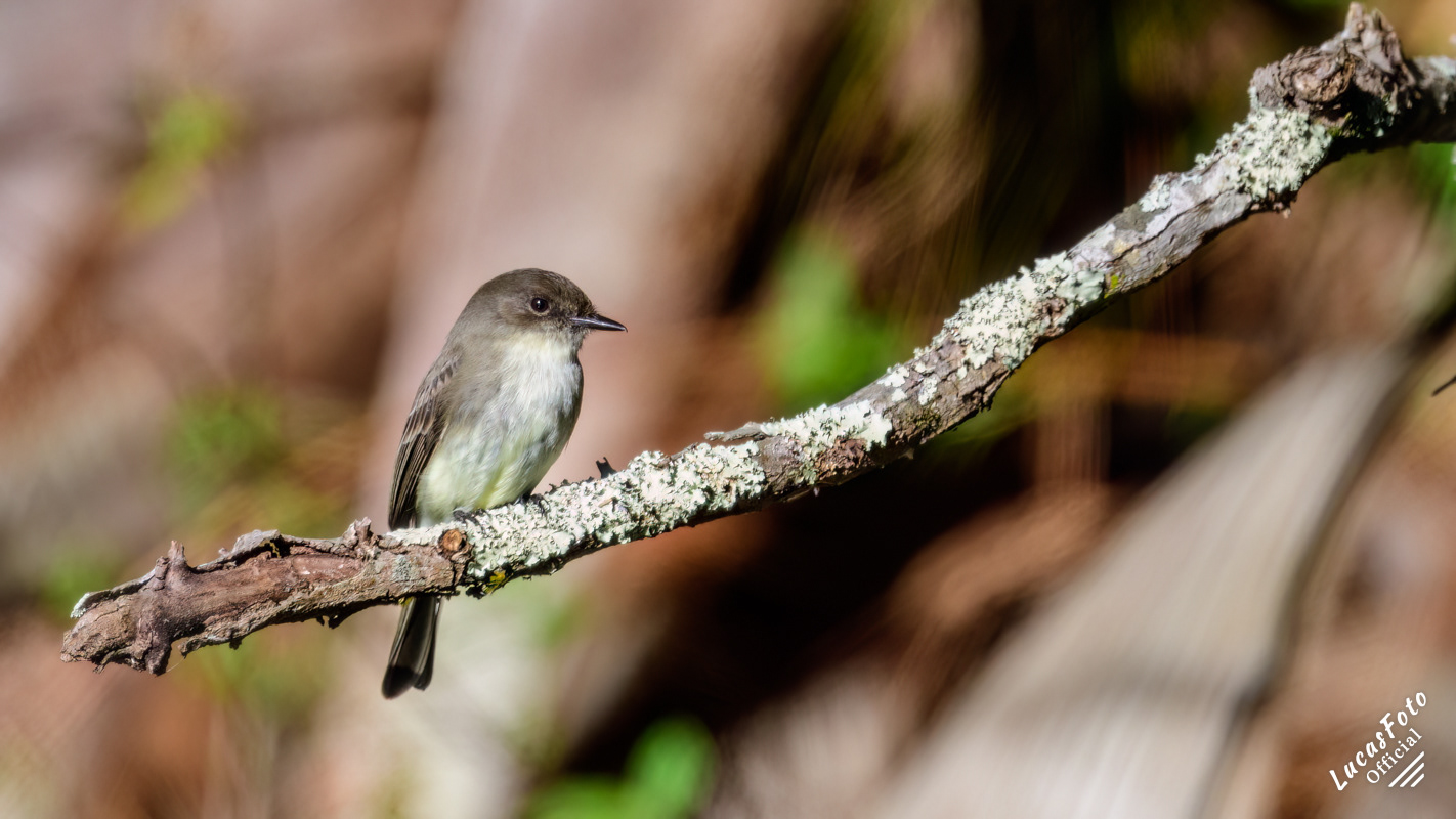 Eastern Phoebe