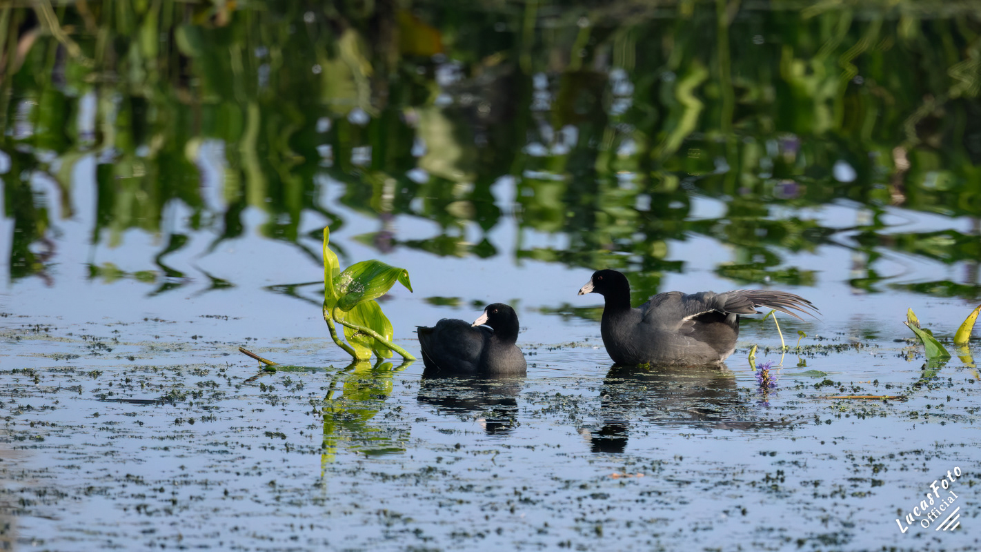 American Coot