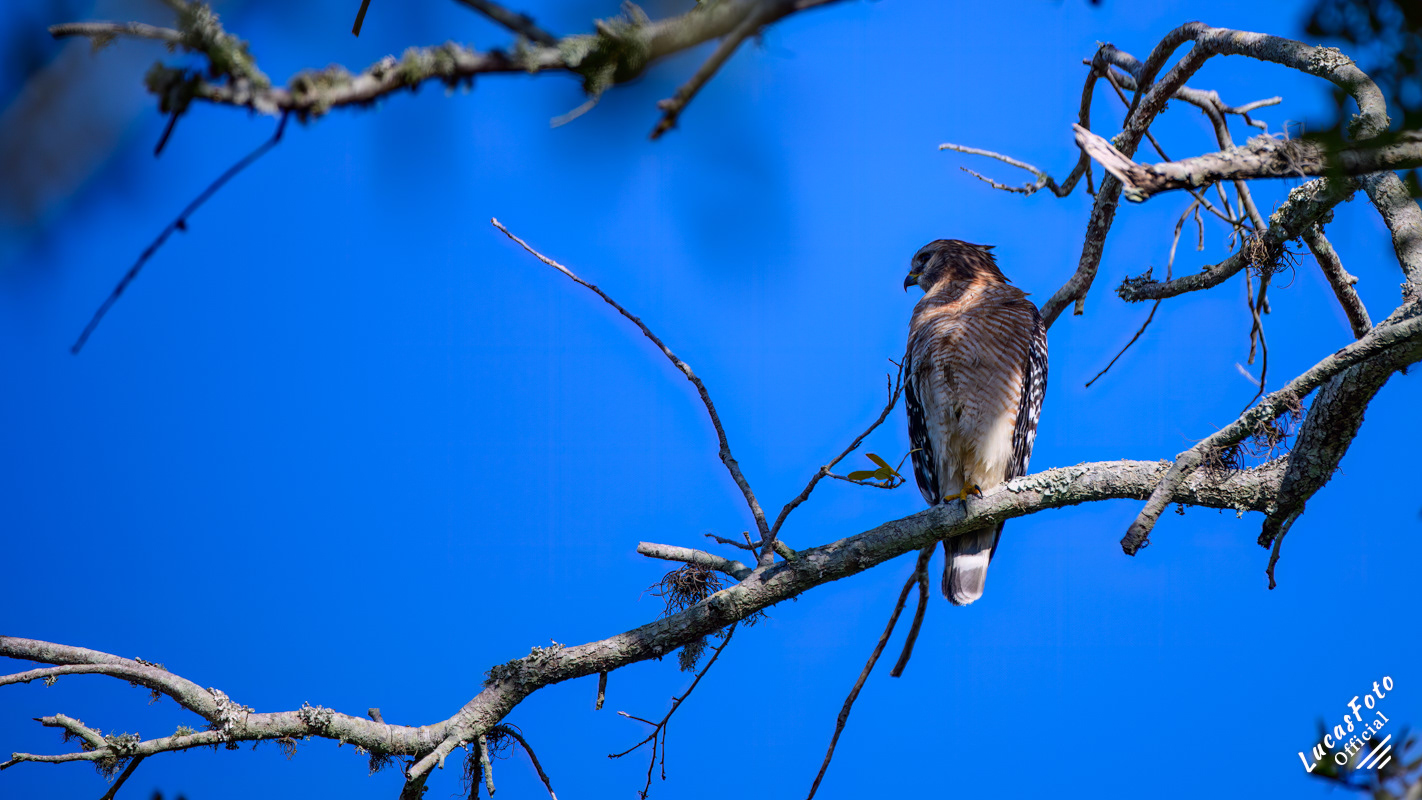 Red-shouldered Hawk