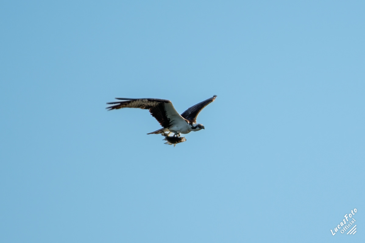 Osprey
