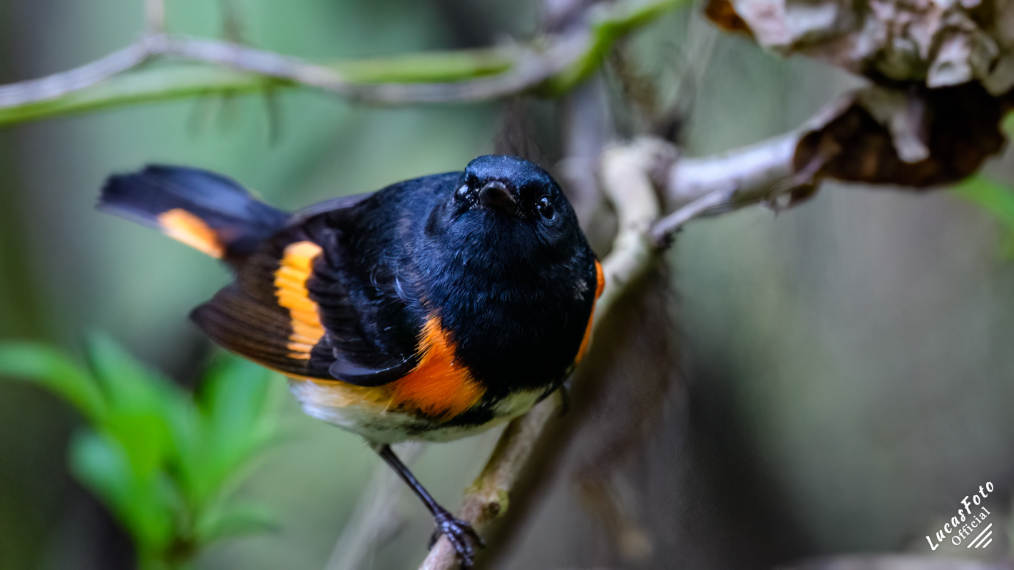 American Redstart