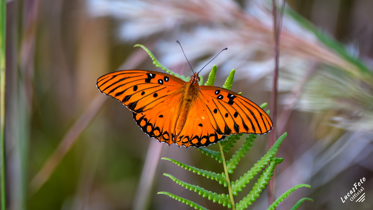 Gulf Fritillary