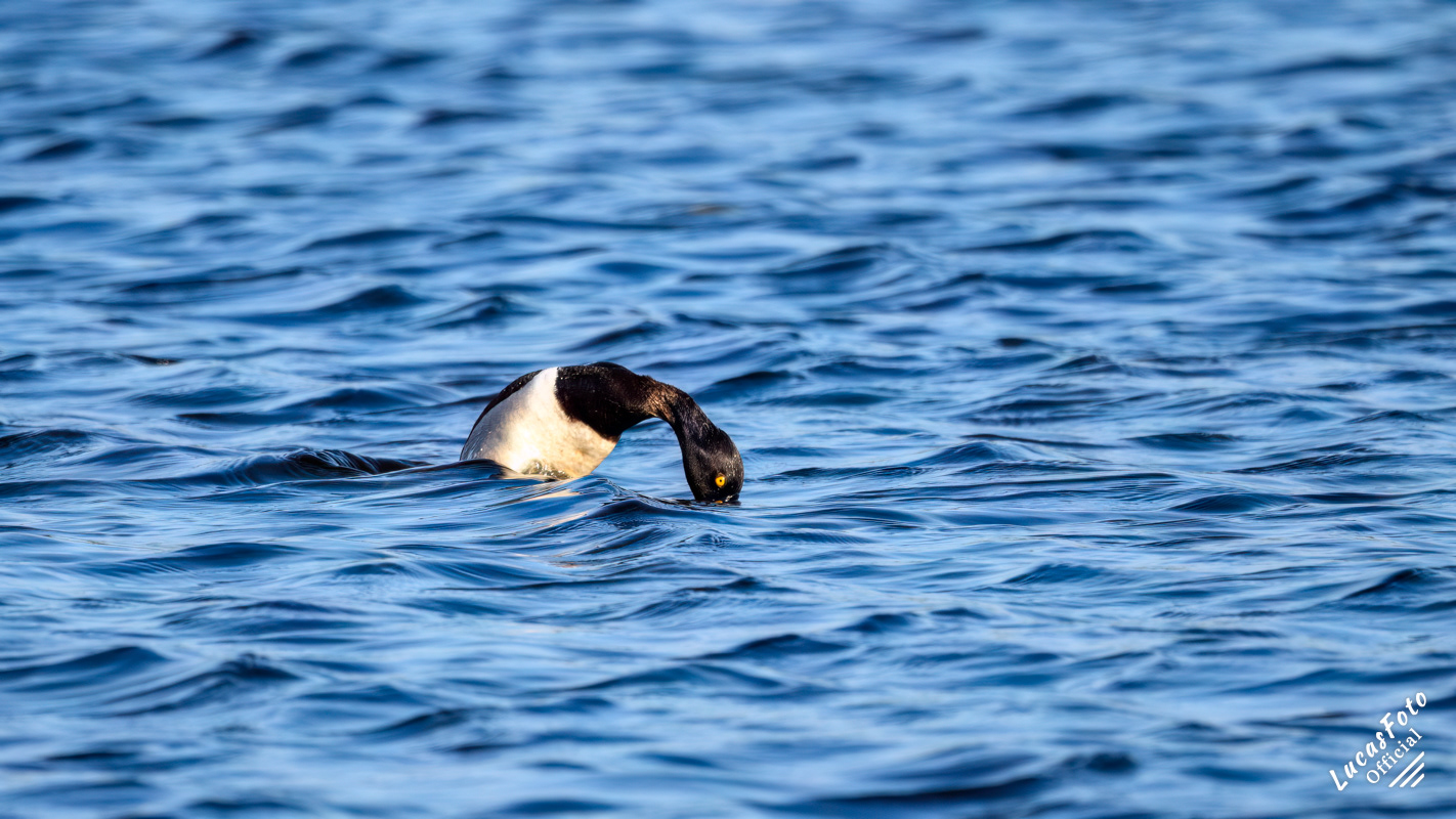 Ring-necked Duck