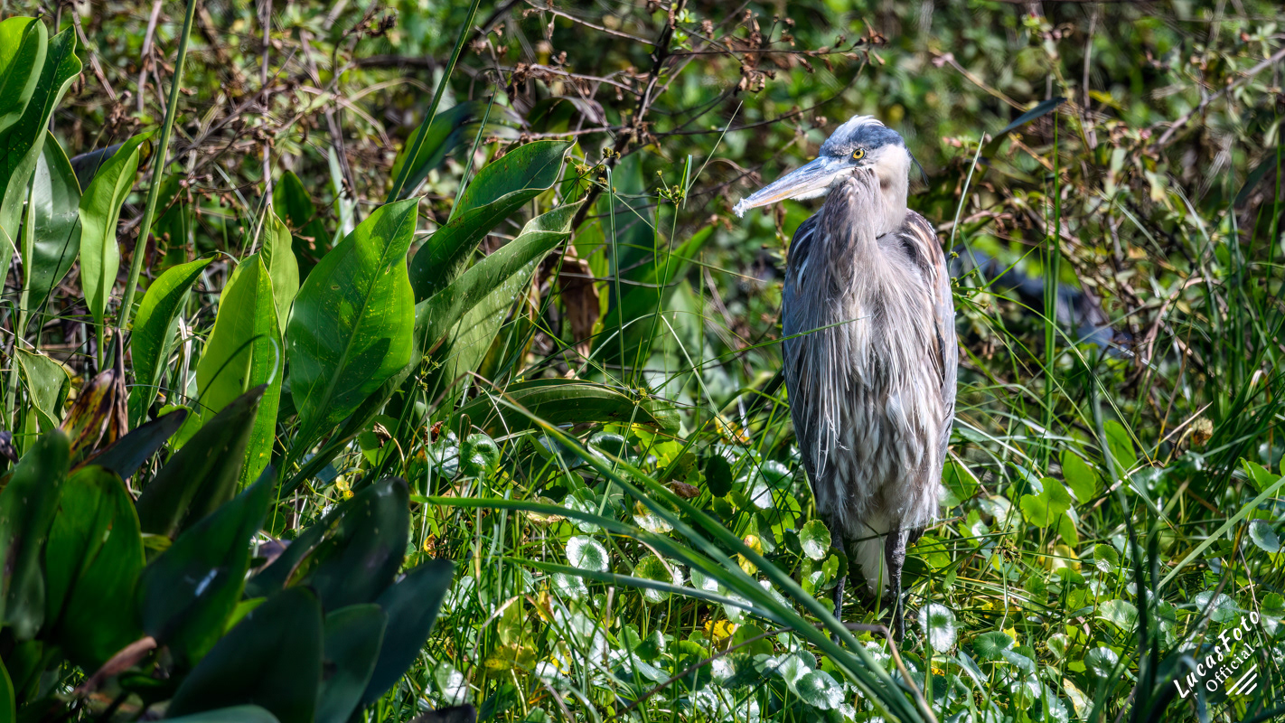 Great Blue Heron