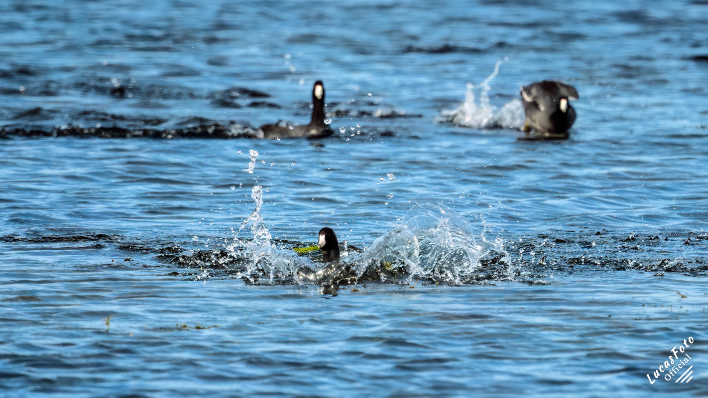 American Coot