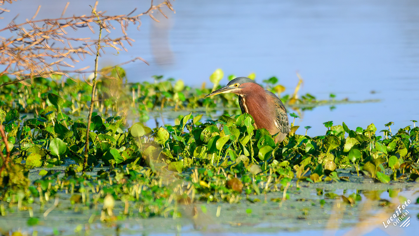 Green Heron