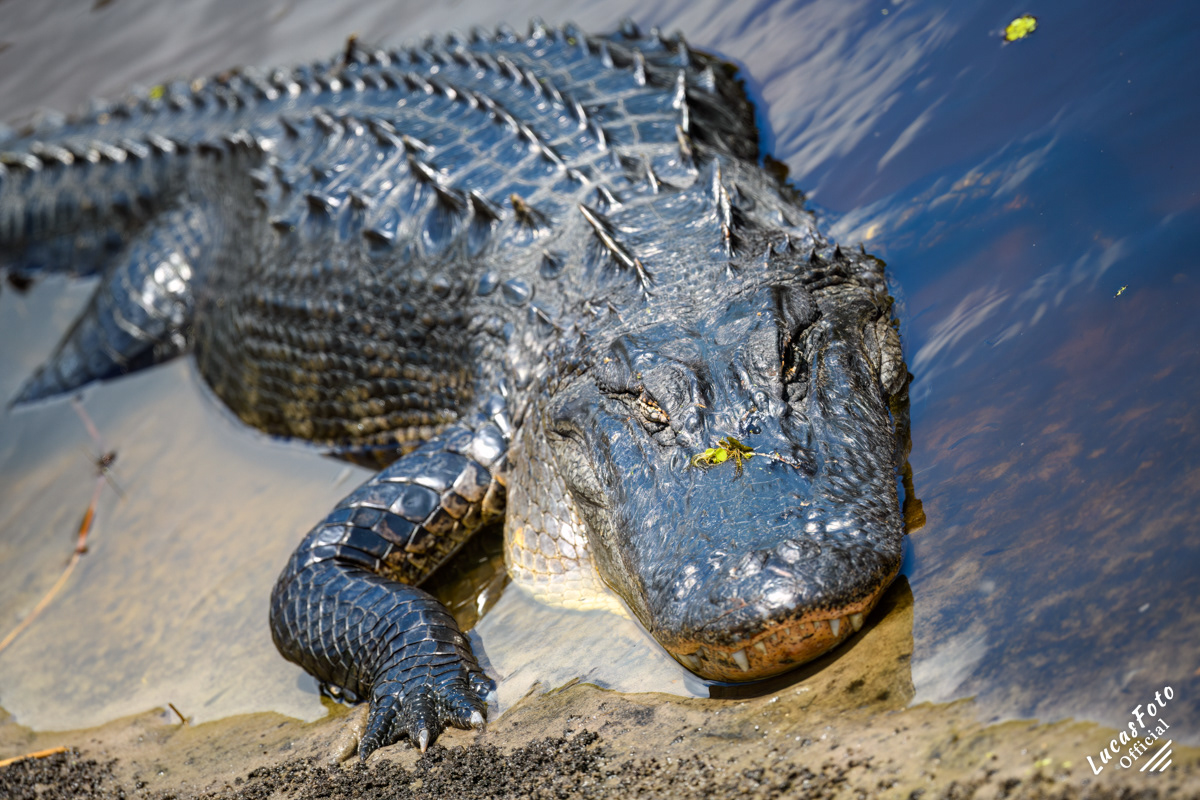 Alligator